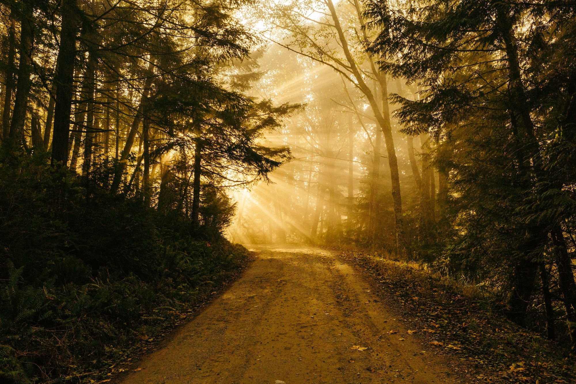 Image of a trail leading through the trees with sunshine in the background.