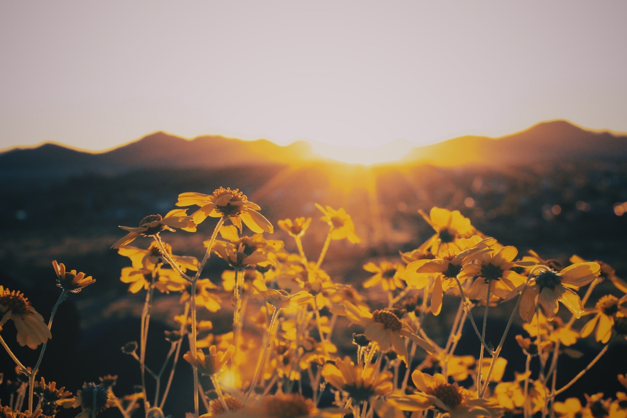 Image of sunflowers with sunlight shining down on them. Surviving despite trauma.